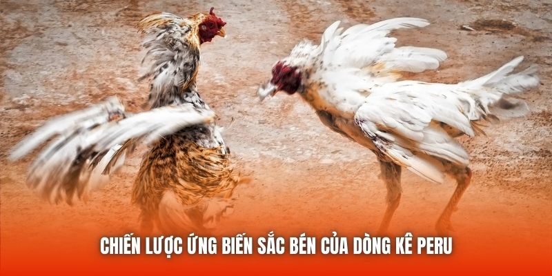 Chiến lược ứng biến sắc bén của dòng kê Peru