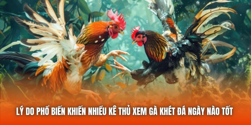 Lý do phổ biến khiến nhiều kê thủ xem gà khét đá ngày nào tốt 