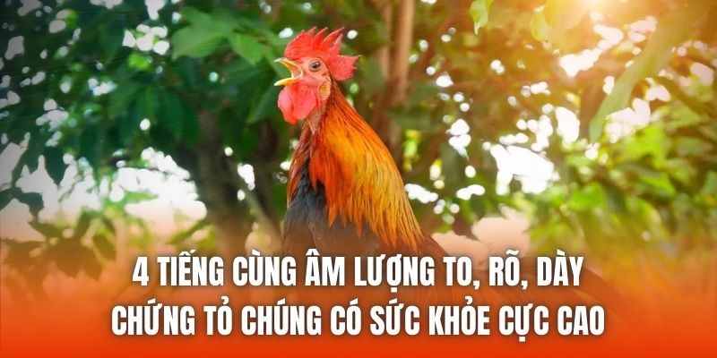4 tiếng cùng âm lượng to, rõ, dày chứng tỏ chúng có sức khỏe cực cao