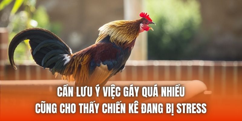 Cần lưu ý việc gáy quá nhiều cũng cho thấy chiến kê đang bị stress
