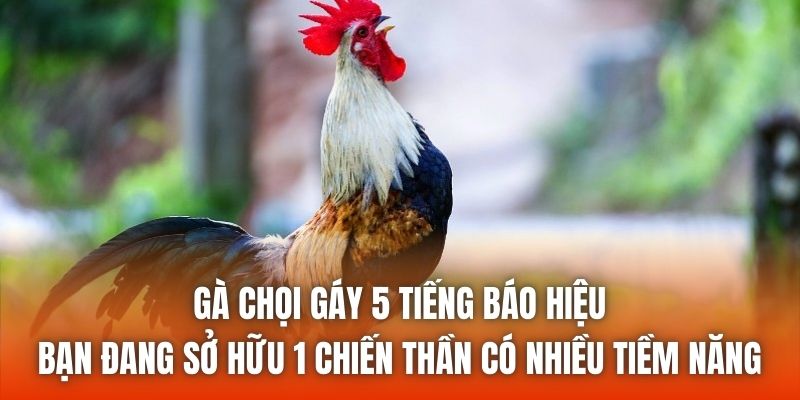 Gà chọi gáy 5 tiếng báo hiệu bạn đang sở hữu 1 chiến thần có nhiều tiềm năng