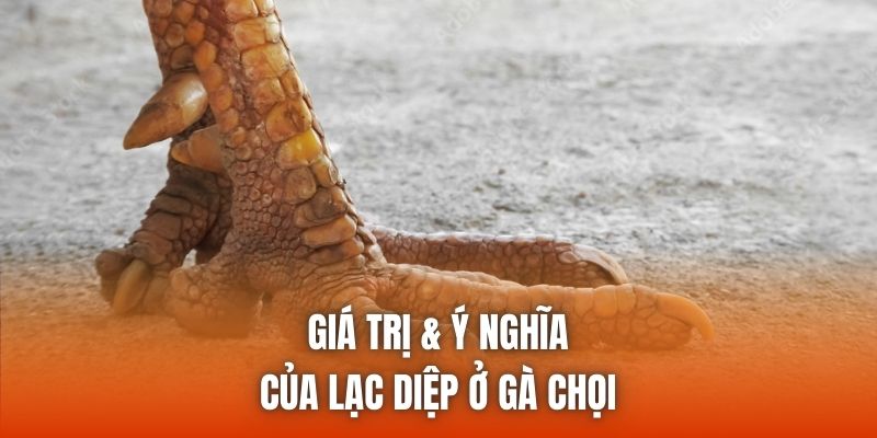 Giá trị & ý nghĩa của lạc diệp ở gà chọi