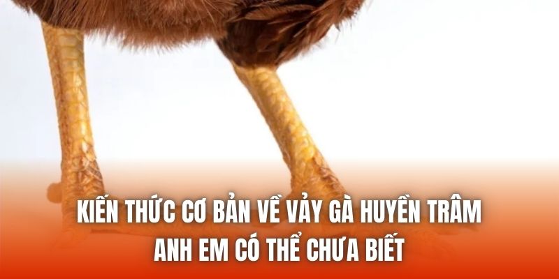Kiến thức cơ bản về vảy gà huyền trâm anh em có thể chưa biết